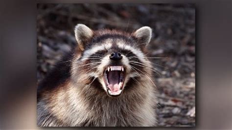 Do not use leaf blowers to clean raccoon latrines or the debris close to the latrine. Belleville police forced to kill raccoons | ksdk.com