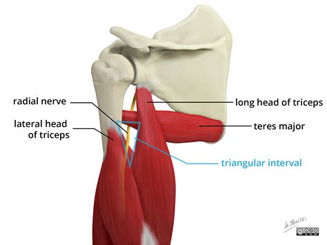 Radial nerve anatomy: illustrations | Image | Radiopaedia.org