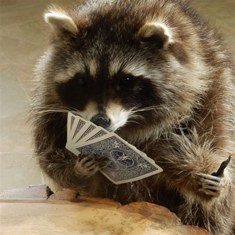 Your Daily Dose Of Raccoon Забавные животные Фотографии животных