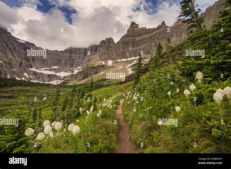Iceberg Lake Trail Lined With Bear Grass Glacier National Park