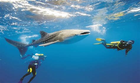 Discover Our Guide To The Maldives Red Dot Tours