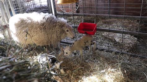 Minnesota Zoo Virtual Farm Babies Lambs Youtube
