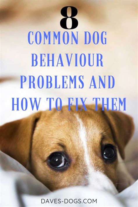 8 Common Dog Behaviour Problems And How To Fix Them Daves Dogs