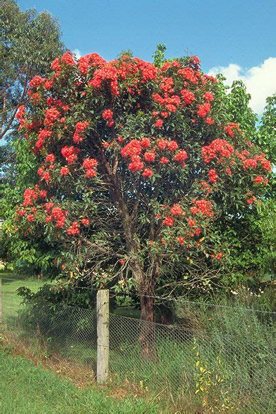 Corymbia Ficifolia Red Flowering Gum Flowering Trees Australian