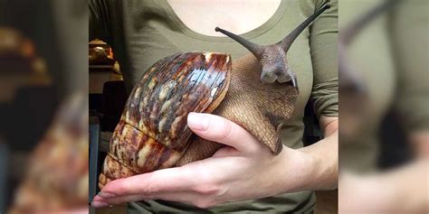 These Giant Snails Are As Big As Your Face The Dodo