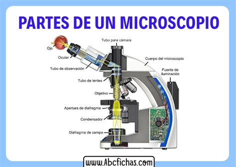Las Partes De Un Microscopio Abc Fichas