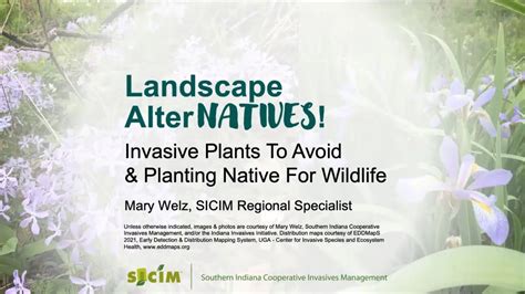 Landscape Alternatives Native Alternatives To Invasive Plants Youtube