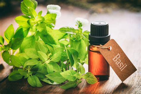 Check spelling or type a new query. 7 Essential Oils That Balance Hormones & How To Use Them ...
