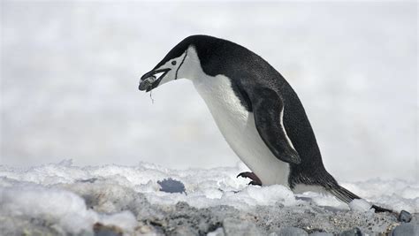 Chinstrap Penguin Populations Have Drastically Fallen Due To Climate Change