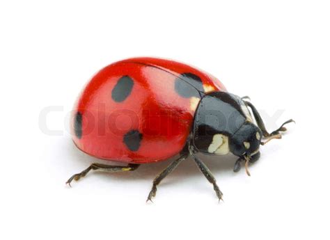 Ladybug Stock Image Colourbox