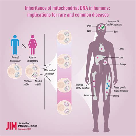 inheritance of mitochondrial dna in humans implications for rare and common diseases wei