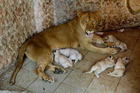 Lioness Kept As Pet Gives Birth To 5 Cubs Cbs News