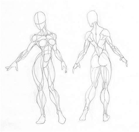 Pin By Jennifer Darnold On Anatomie Muscle Osature Drawings Female