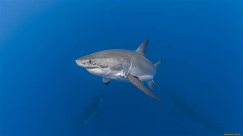 Скачать обои животные акулы акула из раздела Животные в разрешении