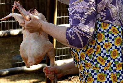 Homestead Revival Processing Meat Chickens