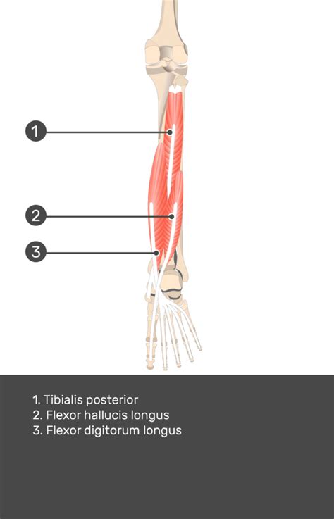 Tibialis Posterior Muscle Attachments Actions Innervation