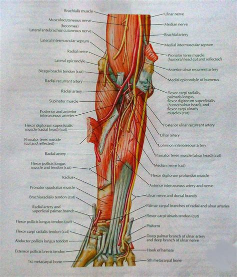 Muscles Of Forearm Deep Layer Anterior View Visual Anatomy