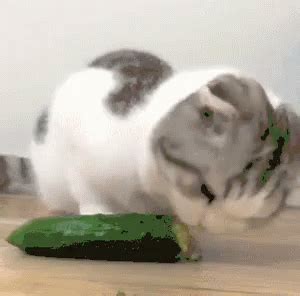 Gif Cat Kitten Cucumber Discover Share Gifs