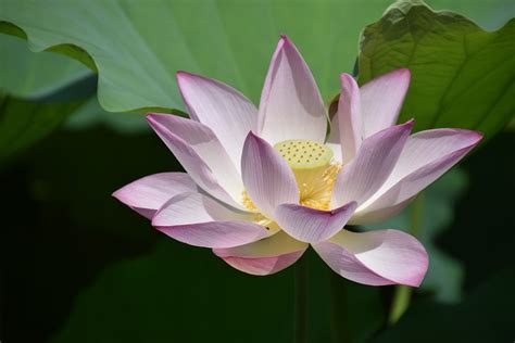Free Photo Lotus Flower Plant Free Image On Pixabay 854919