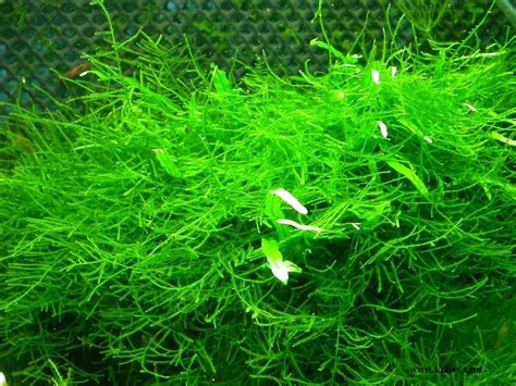 Ditemukan juga di daerah laos, vietnam, cina selatan dekat perbatasan vietnam. Aquascape Design: List Tanaman ( Low Light Plants )