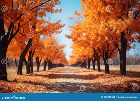 Natures Artwork Autumn Trees Leaves And Blue Sky Create A Stunning