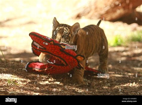 A Recently Rescued Baby Tiger Plays With Stuffed Animals At The San