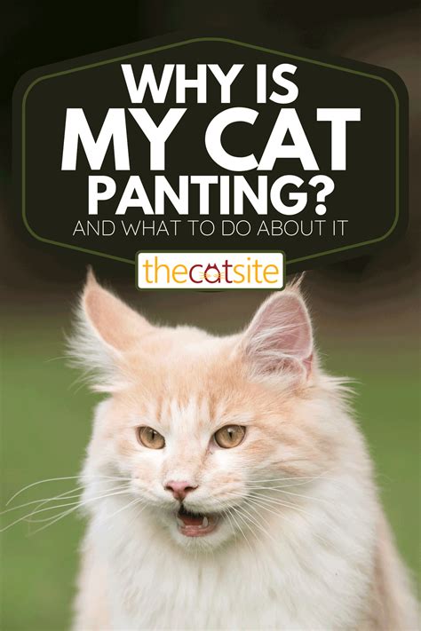 Why Is My Cat Panting And What To Do About It Thecatsite