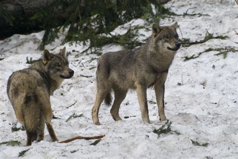The Common Grey Wolf In France Tendua Association For Biodiversity