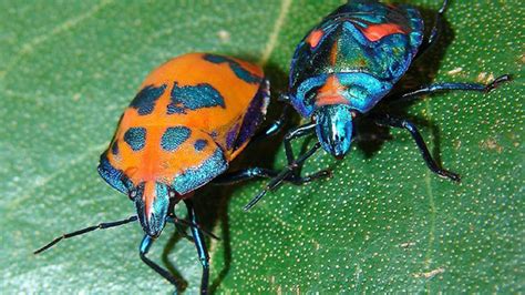 Bugs Color Is Warning For One Predator Invisible To Another Mental