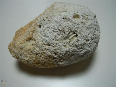 Missouri Round Rock Conglomerate With Tail Weaubleau Impact Structure