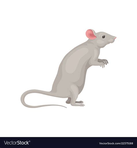 How To Draw A Mouse Standing Up