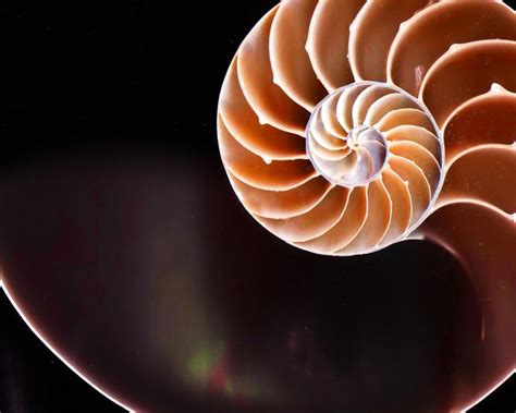 Download Fibonacci Golden Ratio Nautilus Shells Spirals Wallpaper 86695