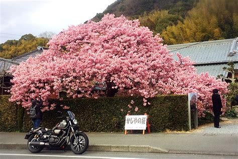 마법과 고교 열등생 ss권 pdf arin. 河津桜 ツーリング「必見スポット」まとめ…2月下旬がベスト!