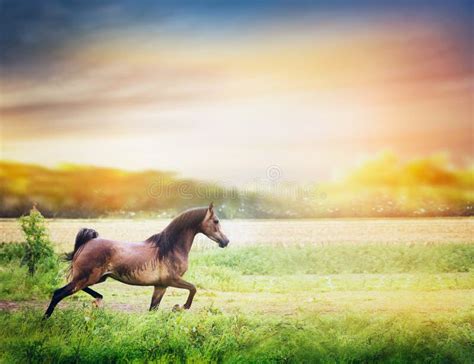Brown Arabian Horse Runs On Summer Field At Sunset Stock Photo Image
