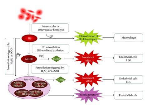 Schematic Representation Of Hemoglobin Oxidation And The Different