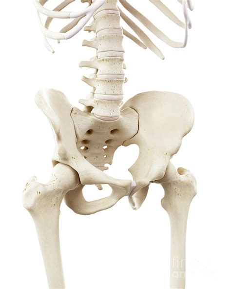 Illustration Of The Human Skeletal Pelvis Photograph By Sebastian Kaulitzki Science Photo