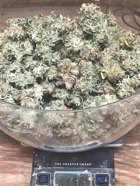 Northern lights is a classic indica strain bred from afghani and thai landrace genetics. Seedsman Northern Lights Auto grow journal by Jimbud ...