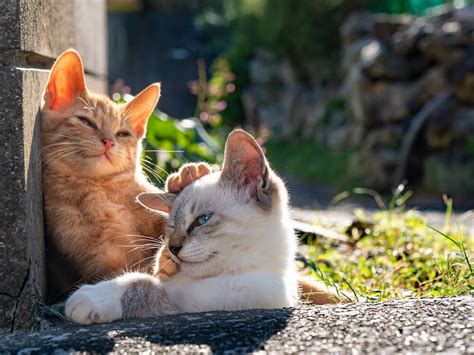猫のラブラブな姿に癒やされるニャ〜♪ 島猫の愛情表現ばかりを収録した写真集「キス猫」 Cat Press（キャットプレス）