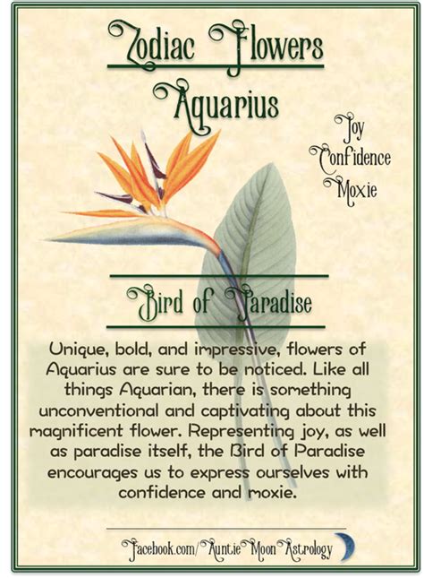 Bird of Paradise, Flower of Aquarius | Birds of paradise flower, Birds of paradise, Birth flowers