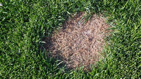 Grey Leaf Spot Archives Sod Solutions