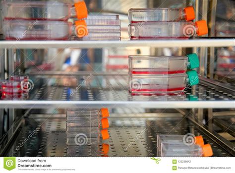Maybe you would like to learn more about one of these? Cell Culture Flask In The Incubator Cabinet. Cell Culture ...