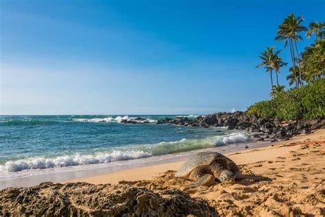 The 10 Best Beaches On The North Shore Of Oahu Hawaii