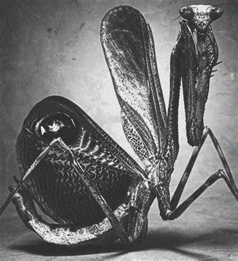 Praying Mantis Praying Mantis Black And White Photographs Metal Artwork