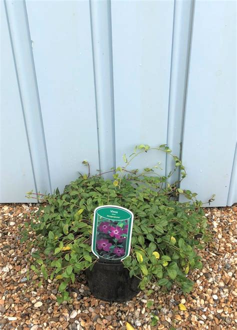 Vinca Minor Atropurpurea Ground Cover Hopes Grove Nurseries