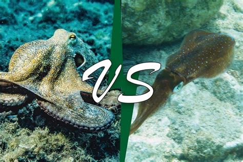 Cuttlefish Vs Squid Vs Octopus