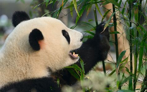 How China Protects Pandas Pandas Now Not Endangered