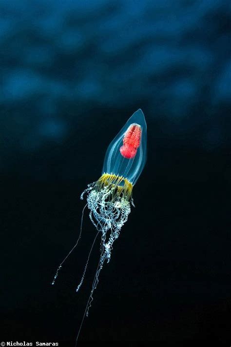 Photo By Nicholas Samaras Underwater Photography Sea Creatures