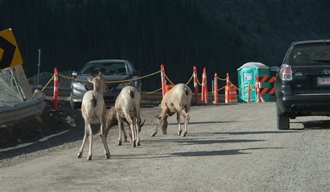 Kananaskis Wildlife Trail Loop Alberta Canada