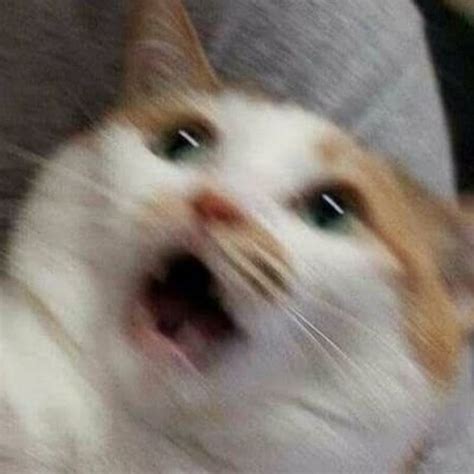 Screaming Sad Cat Meme Its Meme Cats