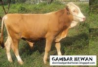 Maybe you would like to learn more about one of these? Gambar Sapi